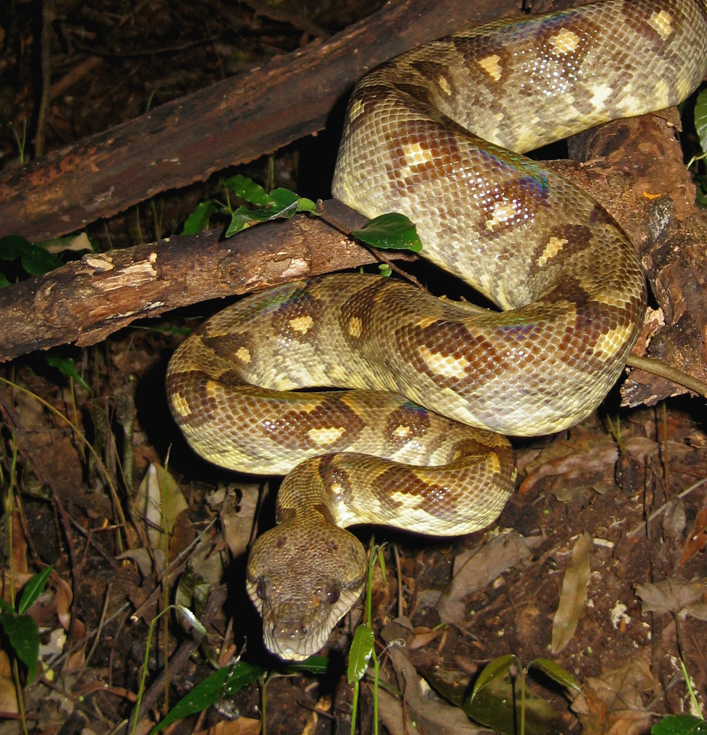 Sanzinia madagascariensis